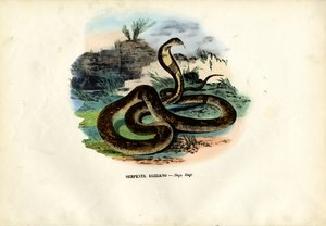 エジプトのコブラ、1863-79 作： Raimundo Petraroja